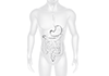 Large intestine ｜ Esophagus ｜ Stomach ｜ Internal organs / Human ｜ Treatment / Surgery ｜ Mobile bed / Emergency ――Free illustration material ――Medical ｜ Nursing ｜ Hospital ｜ Person
