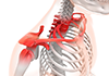 Red | Stiff shoulders | Skeleton / Examination | Inflammation / Pain | Blood / Examination --Free illustration material --Medical care | Nursing care | Hospital | Person
