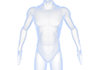 Male Body ｜ Naked / Medical ｜ Science / Medical ｜ Brain / Brain ――Free Illustration Material ――Medical ｜ Nursing ｜ Hospital ｜ Person