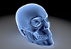 Skeleton ｜ Blue ｜ X-ray / Human body ｜ X-ray / Medical examination ｜ Red swelling / inflammation ――Free illustration material ――Medical ｜ Nursing ｜ Hospital ｜ Person
