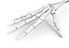 Hands ｜ Skeleton ｜ Structure / Skeleton ｜ Stomach / Internal organs ｜ Ribs / Chest ――Free illustration material ――Medical ｜ Nursing ｜ Hospital ｜ Person